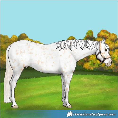 Horse Color:White Spotted Palomino Dun Sabino Snowflake Varnish