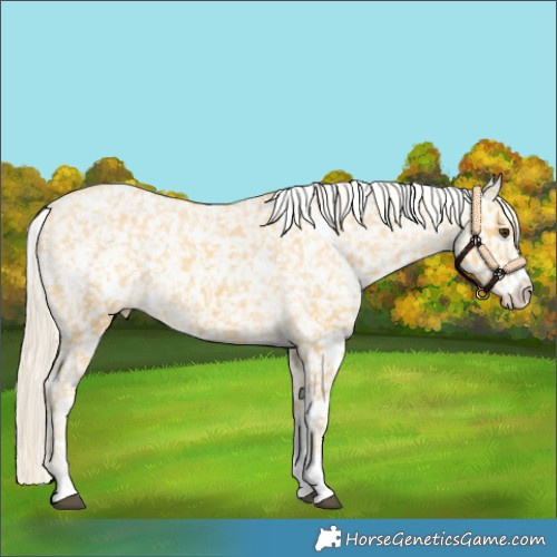 Horse Color:White Spotted Palomino Sabino Appaloosa 