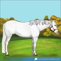 Horse Color:White Spotted Palomino Sabino Appaloosa 