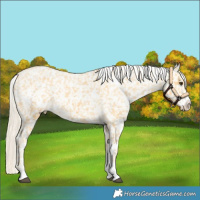 Horse Color:White Spotted Palomino Sabino Appaloosa 