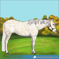 Horse Color:White Spotted Palomino Sabino Snowflake Varnish