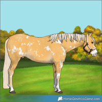 Horse Color:White Spotted Palomino Sabino Appaloosa