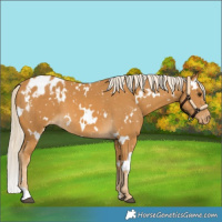 Horse Color:White Spotted Palomino Blanket 
