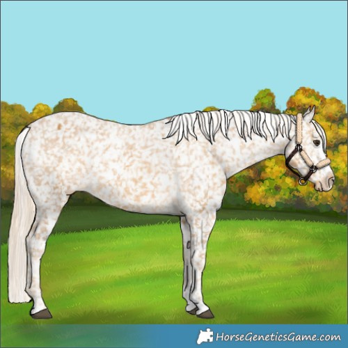 Horse Color:White Spotted Palomino Sabino Appaloosa 