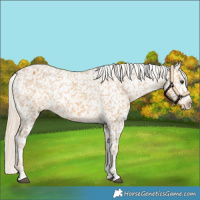 Horse Color:White Spotted Palomino Sabino Appaloosa 