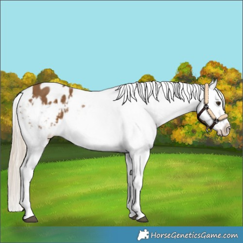 Horse Color:White Spotted Chocolate Palomino Appaloosa 