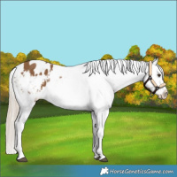 Horse Color:White Spotted Chocolate Palomino Blanket 