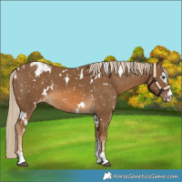 Horse Color:White Spotted Chocolate Palomino Appaloosa 