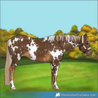 Horse Color:White Spotted Chocolate Palomino Snowflake Varnish