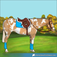 Horse Color:White Spotted Palomino Appaloosa 