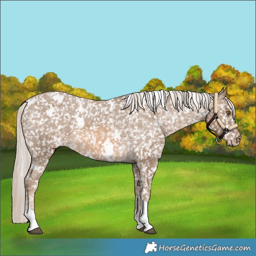 Horse Color:White Spotted Chocolate Palomino Sabino Appaloosa 