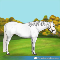 Horse Color:White Spotted Chocolate Palomino Sabino Appaloosa 