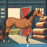 Horse Color:Bay 