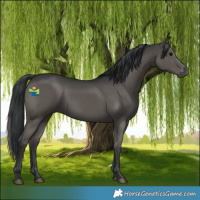 Horse Color:Black 
