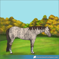 Horse Color:Grullo  and Classic Champagne Dun 