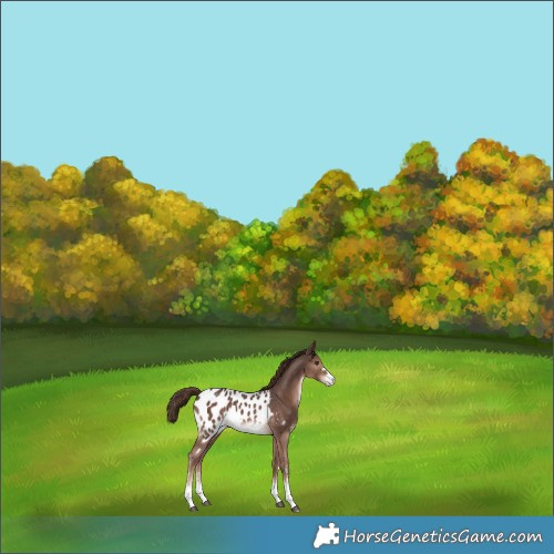 Horse Color:Liver Chestnut Sabino Appaloosa