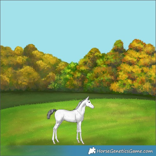Horse Color:Black Sabino Appaloosa Rabicano 