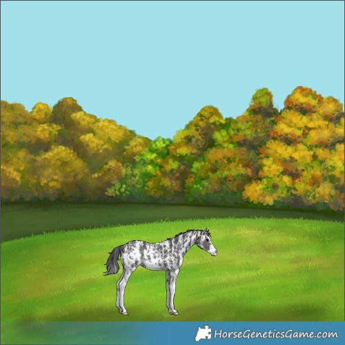 Horse Color:Black Sabino Rabicano 