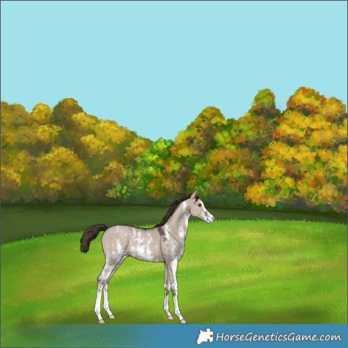 Horse Color:Liver Red Dun Sabino 