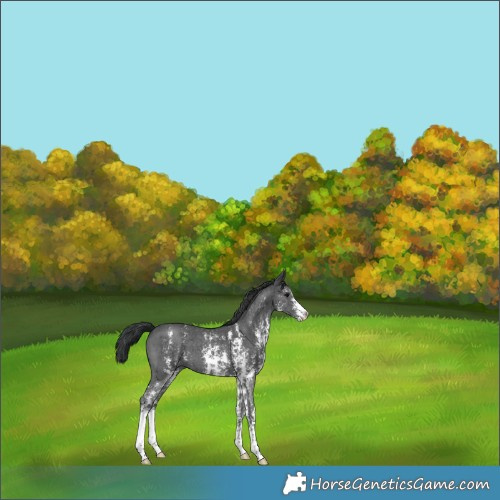 Horse Color:Black Sabino 
