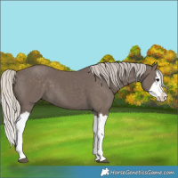 Horse Color:Silver Black Splash 