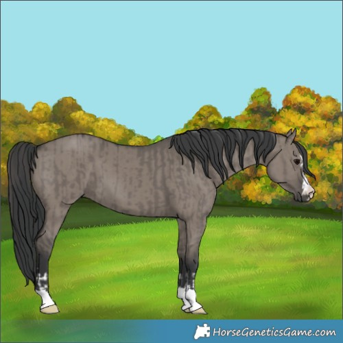 Horse Color:Grullo  and Grullo 