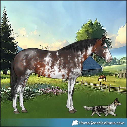 Horse Color:Brown Sabino Splash 