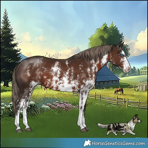 Horse Color:Liver Chestnut Sabino Splash