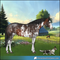Horse Color:Brown Sabino Splash