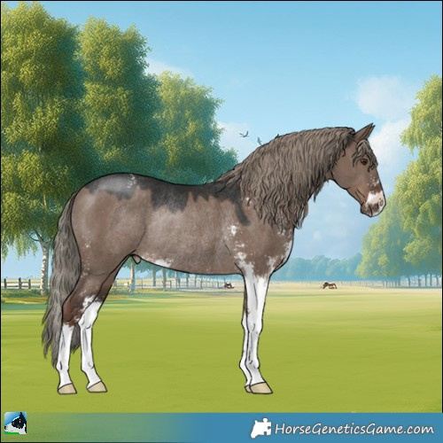 Horse Color:Liver Red Dun Mushroom Sabino Rabicano 