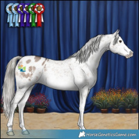 Horse Color:Liver Red Dun Mushroom Sabino Appaloosa 