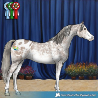 Horse Color:Liver Red Dun Mushroom Sabino Appaloosa