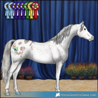 Horse Color:Liver Red Dun Mushroom Sabino Appaloosa