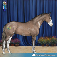Horse Color:Liver Red Dun Mushroom Sabino 