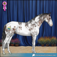 Horse Color:White Spotted Brown Sabino