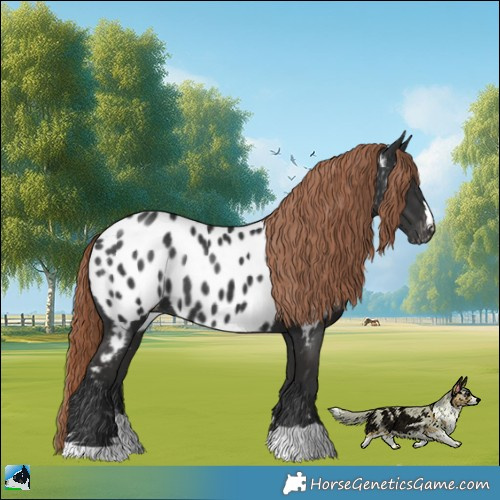 Horse Color:Liver Chestnut Appaloosa Rabicano 