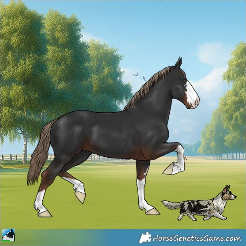 Horse Color:Liver Chestnut 