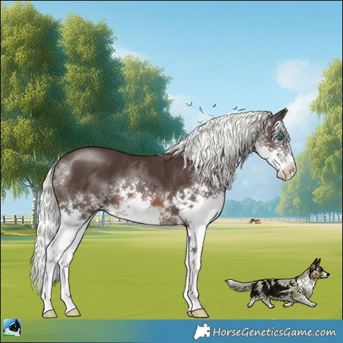 Horse Color:Liver Chestnut Mushroom Splash 