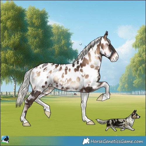 Horse Color:White Spotted Liver Red Onyx Mushroom Appaloosa Rabicano