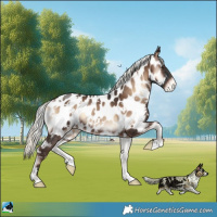 Horse Color:White Spotted Liver Red Onyx Mushroom Appaloosa Rabicano