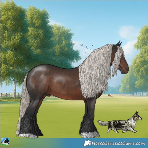 Horse Color:Liver Chestnut Mushroom Rabicano 
