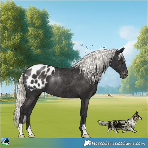 Horse Color:Liver Chestnut Mushroom Appaloosa Rabicano 