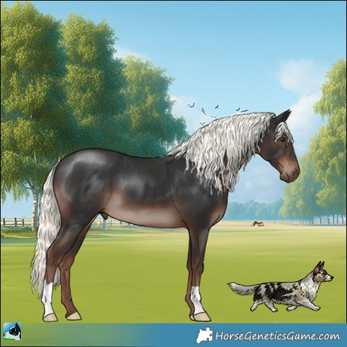 Horse Color:Liver Chestnut Mushroom 