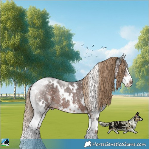 Horse Color:White Spotted Liver Chestnut Sabino Splash Rabicano 