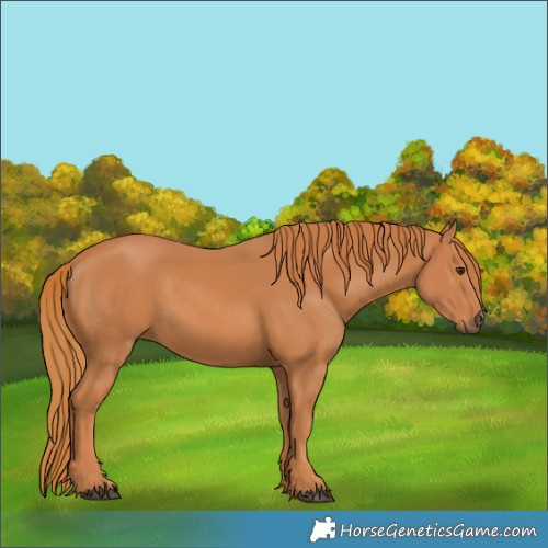 Horse Color:Chestnut 