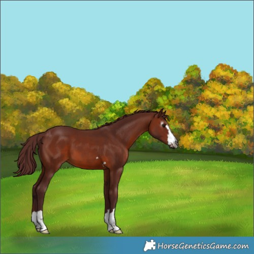 Horse Color:Gray Chocolate Bay