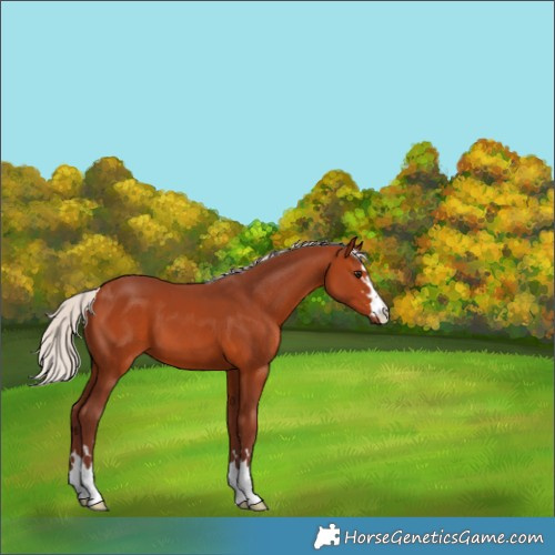 Horse Color:Chocolate Silver Bay