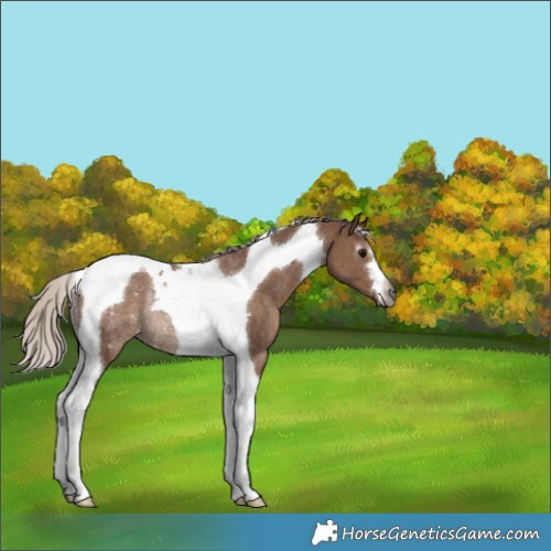 Horse Color:Gray Chocolate Silver Grullo Tobiano Rabicano