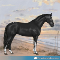 Horse Color:Gray Black Tobiano 