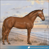 Horse Color:Gray Chestnut 